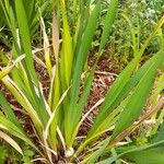 Watsonia meriana 葉