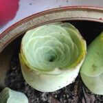 Aeonium aureum Blad