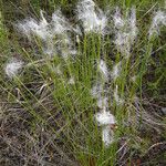 Trichophorum alpinum Leaf