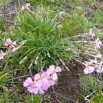 Dianthus sylvestris ᱵᱟᱦᱟ