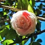 Camellia japonicaപുഷ്പം