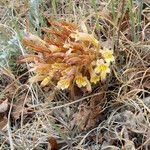 Orobanche fasciculata Hábito