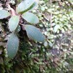 Elaphoglossum spatulatum Leaf