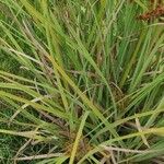 Cyperus ligularis Hostoa