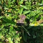 Mutellina adonidifolia 花