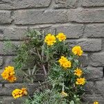 Tagetes tenuifolia অভ্যাস