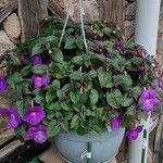 Achimenes grandiflora Хабит