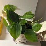 Philodendron hederaceum Folha