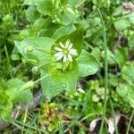 Stellaria mediaFloare