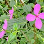 Arthrostemma ciliatum Flower