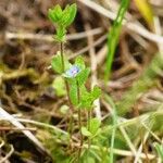 Veronica arvensis Costuma