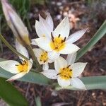 Tulipa turkestanica Flor