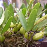 Bulbophyllum scaberulum Ліст