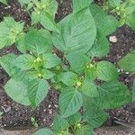 Physalis philadelphica Fuelha