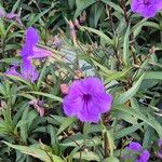 Ruellia angustifoliaFlower