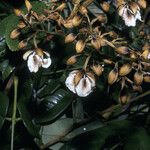 Dicorynia guianensis Fruto