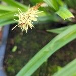 Carex acutiformis Fiore