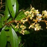 Miconia xalapensis Blad