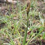 Carex uncinioides Habit