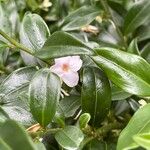 Sarcococca orientalis Květ