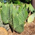 Opuntia engelmannii موطن