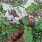 Solanum dulcamara List