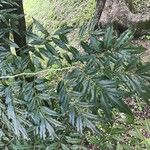 Lonchocarpus guillemineanus Leaf