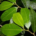 Naucleopsis capirensis Hoja