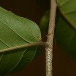 Banara guianensis Övriga
