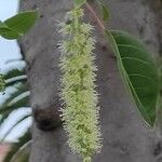 Phytolacca dioica 花