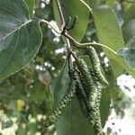 Alnus cordata Fruchs
