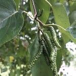 Alnus cordata ফল