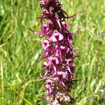 Pedicularis groenlandica 整株植物