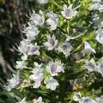 Echium decaisnei Voninkazo