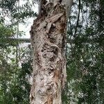 Melaleuca styphelioides Bark