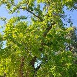 Morus indica Hábitos