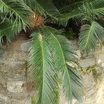 Cycas revolutaFolha