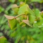 Euphorbia azorica