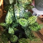 Dieffenbachia grayumiana Hoja