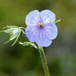 Erodium gruinum Цветок