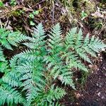 Culcita macrocarpa 葉