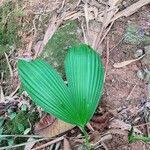 Curculigo capitulata Leaf