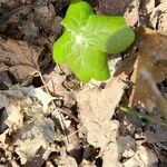 Podophyllum peltatum Lapas