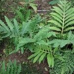 Onoclea sensibilis Hábito