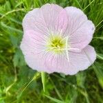 Oenothera speciosa花