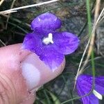 Campanula herminii Flower