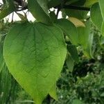 Philadelphus coronariusList