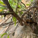 Globularia salicina Bark