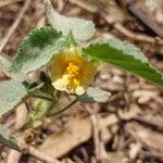 Sida cordifolia Egyéb