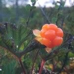 Rubus chamaemorus फल